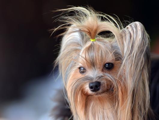 Pes a kočka s průkazem původu: nutnost, nebo předražený papír?