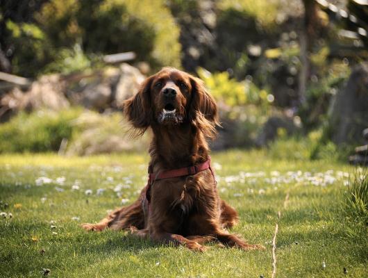 Vlasovec psí: myslete na prevenci, ušetříte si starosti s vážnou nemocí