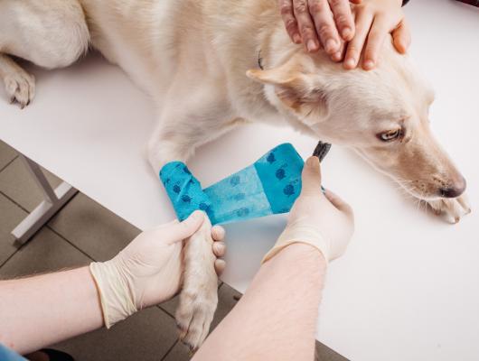 Popáleniny: první pomoc pro domácí mazlíčky, 1. část