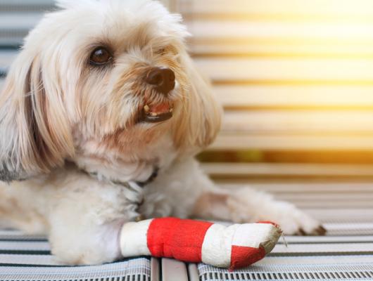 Popáleniny: první pomoc pro domácí mazlíčky, 2. část