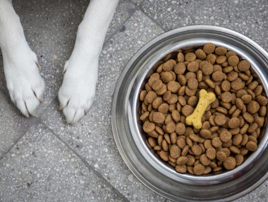 Bílkoviny ve stravě psa a kočky: jsou nenahraditelné a podstatné v granulích