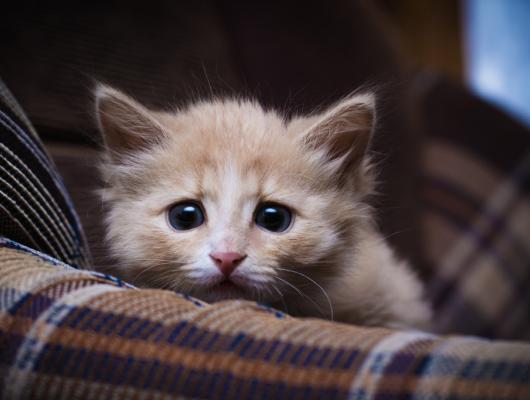 6 věcí, které stresují vaši kočku. Jak ji před úzkostmi ochránit? 