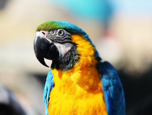 Ptačí řeč těla. Co se vám váš papoušek snaží říct svýma nohama, zobákem a pózováním