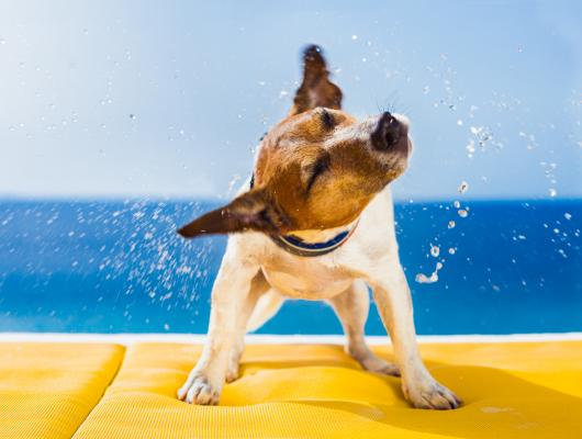 Jak správně koupat a kartáčovat domácí mazlíčky?