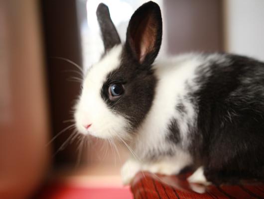 Nejčastější onemocnění králíků: potíže s trávením, zuby a úžeh s úpalem