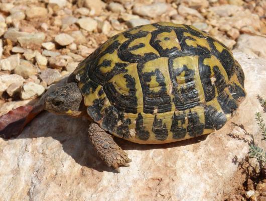 Kupujeme suchozemskou želvu: jak ji bezpečně dopravit a připravit na nový život