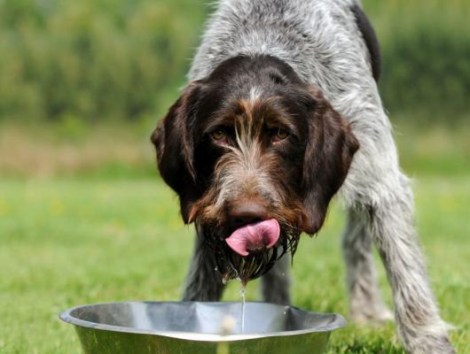 Zvýšená žíznivost u domácích mazlíčků často signalizuje závážné onemocnění, 1. část