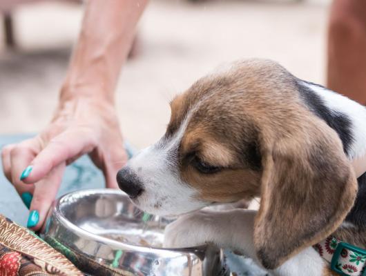 Zvýšená žíznivost u domácích mazlíčků často signalizuje závážné onemocnění, 2. část