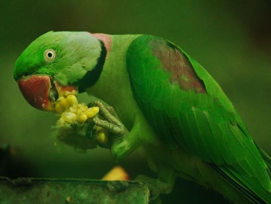 Trhá si váš papoušek peří? Může mít psychické nebo zdravotní problémy