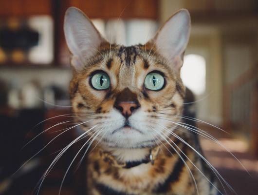 Když kočka zvrací a má zažívací potíže, může to mít hned několik příčin