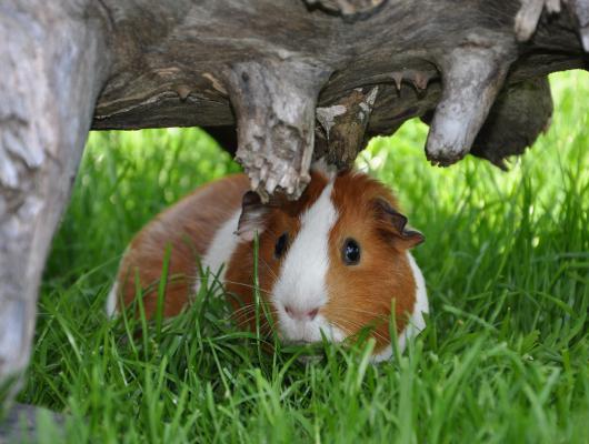 Ubytování pro morčata. Dopřejte svému mazlíčkovi přepychový domov