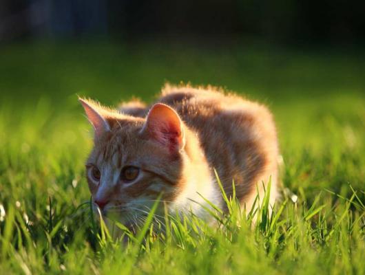 Kočka a kožní infekce, alergie či paraziti. Jak je poznáte?