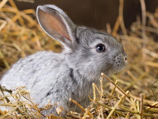 Kokcidióza u králíků: základem proti onemocnění je hygiena