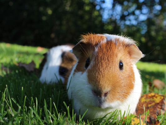 Život morčete: chování, seznamování, režim