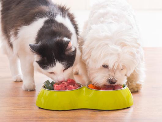 Tuky v jídelníčku psa a kočky: jsou nepostradatelné a životně důležité