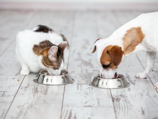 Jak správně vybrat granule pro kočku i pro psa? Čťete složení, nenechte se strhnout reklamou