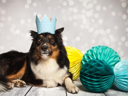 Jak ochránit psa a kočku před hlukem z ohňostroje a petard? Pomůže jim vaše blízkost i různé varianty terapie