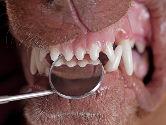 Nejčastější stomatologické problémy psů a koček, 1. část