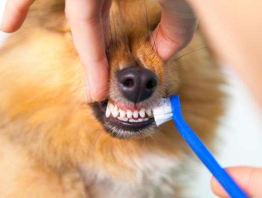 Nejčastější stomatologické problémy psů a koček: zubní kámen