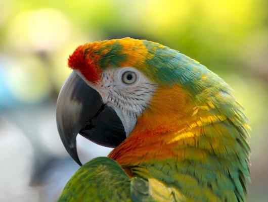 Ptačí řeč těla. Co se vám papoušek snaží říct očima a hlasovým projevem