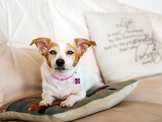 Slepý pes i kočka: jak pomoci nevidomému mazlíčkovi