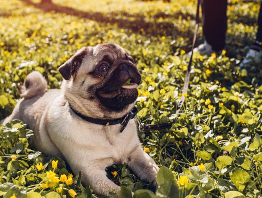 Mopsi, buldočci a jiná krátkolebá plemena doplácejí na lidskou touhu po dokonalosti, říká veterinářka Martina Načeradská