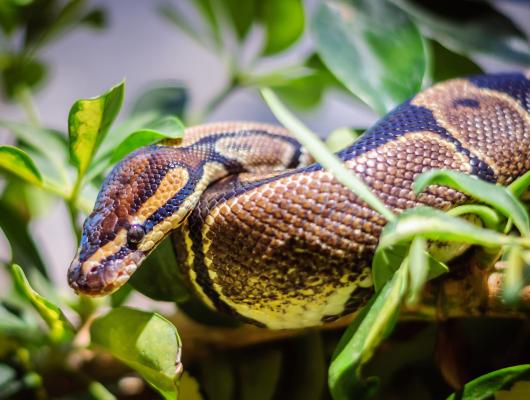 Případy z veteriny: Otok hlavy hroznýše královského