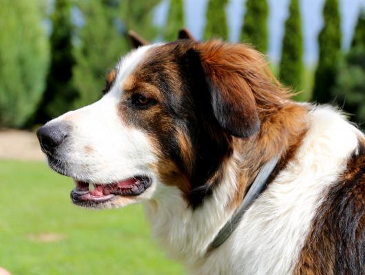 Kloubní výživa pro psy, 1. díl: kdy a proč klouby psa řešit