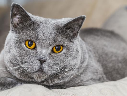 Případy z veteriny: Chronické selhání ledvin kocoura Šmudly