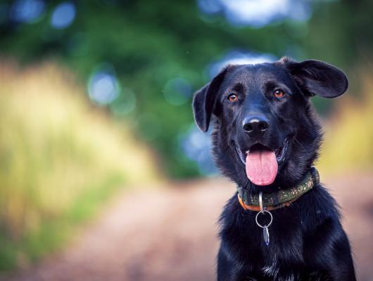 Případy z veteriny: pes Sheldon a nedomykavost mitrální chlopně 