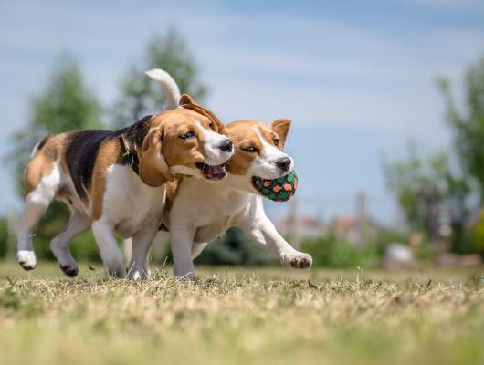 Kloubní výživa pro psy, 2. díl: stavba kloubu