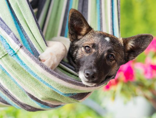 Horké léto a šest tipů, jak psa ochránit před nemocemi a zraněními