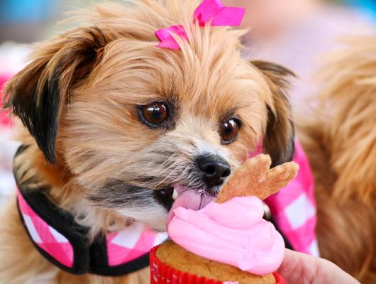 Zdravé mlsání pro psy: sušenky proti cestovním nevolnostem