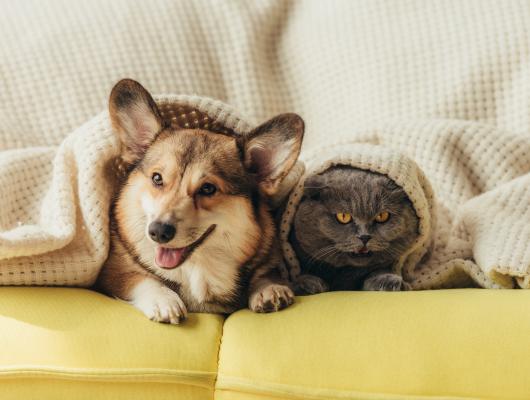 Zánět zevního ucha psů a koček: 12 příznaků, které nesmíte podcenit