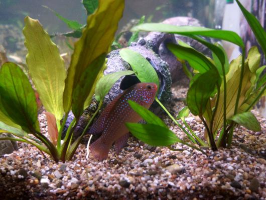 10 tipů, jak mít pod kontrolou řasy v akváriu