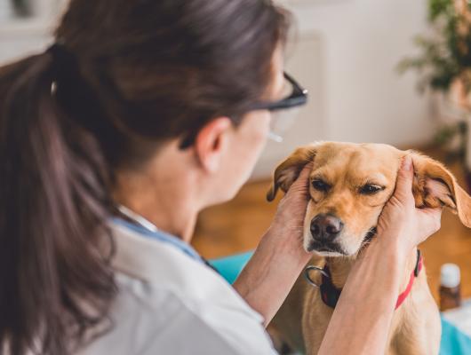 Jak na domácí čištění uší vašeho pejska?