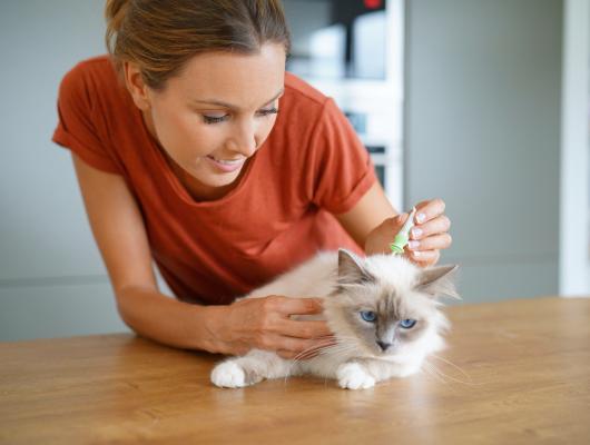 Přípravky proti kočičím blechám: vhodné vs. naprosto nevhodné