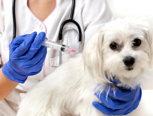 Očkování psů: jaká jsou nepovinná očkování?