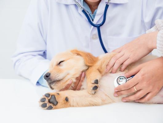 Jak si porozumět s veterinářem? 