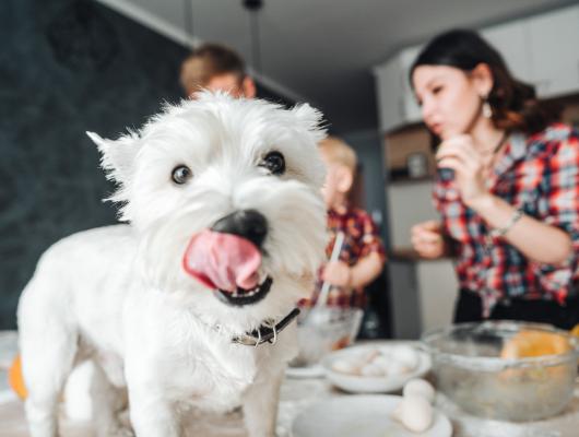 První pomoc psovi při otravě jídlem: vyvolejte zvracení, zbytek nechte na veterináři