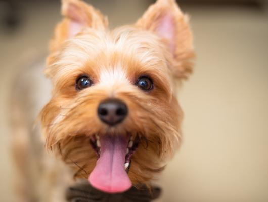 „Pane doktore, a má to ještě smysl?“ Příběh fenky Chilly a léčba nádoru mléčné žlázy