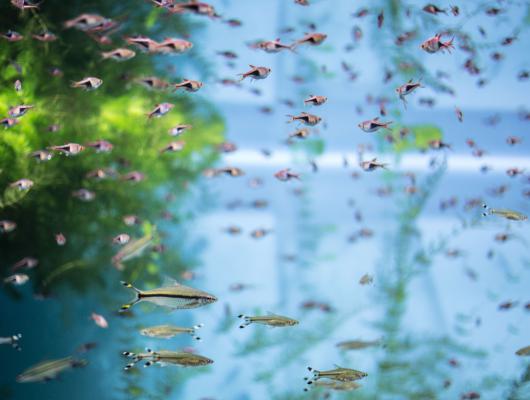 Jak správně čistit vodu v akváriu