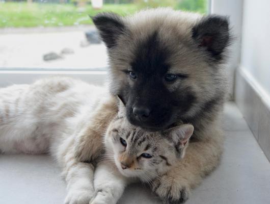 Onemocnění psů a koček přenášená klíšťaty v Česku a zahraničí
