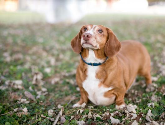7 důvodů, proč váš pes nebo kočka tloustne
