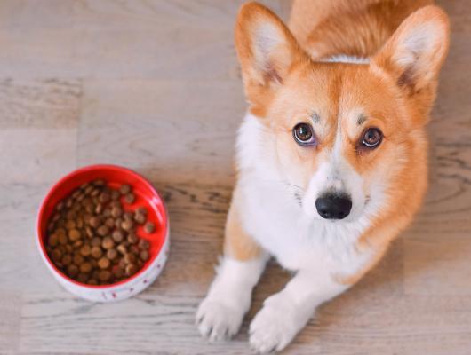 Jaká strava je vhodná pro psa s citlivým zažíváním? 