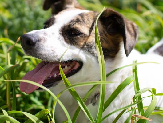 Pokojové rostliny nebezpečné pro domácí mazlíčky: tulipán, lilie nebo marihuana