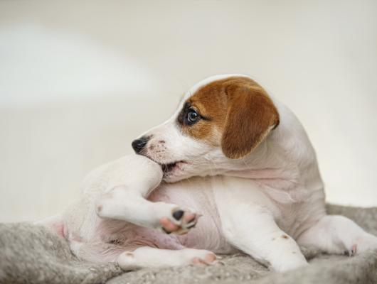 6 alergenů v domácnosti, které mohou vyvolávat zvířecí alergii