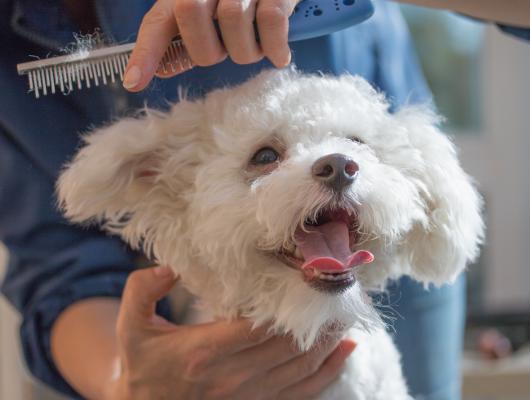 Jak pečovat o psí srst a předcházet jejímu zacuchání? Pomůže česání, koupele a správná výživa