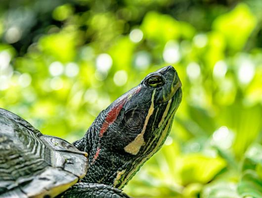 Nedostatek vitamínu A u želv: co způsobuje a jak se vyhnout onemocnění