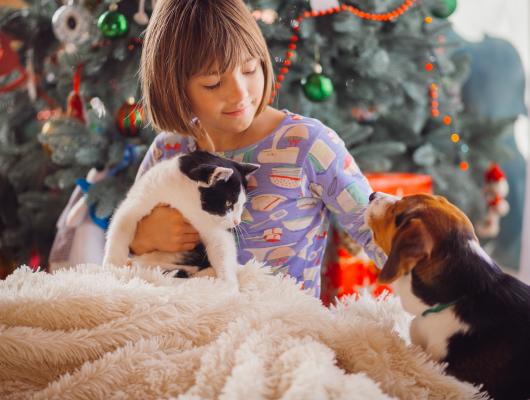 Nejčastější nástrahy Vánoc pro domácí mazlíčky? Uloupené jídlo, stuhy, háček z kolekce i návštěva